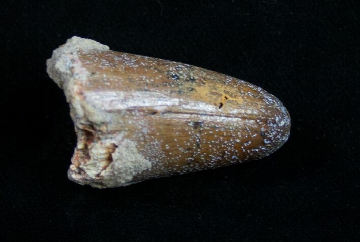 Large Cretaceous Fossil Crocodile Tooth - Morocco #10045